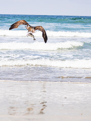 Osprey flying over crashing waves with prey La Jolla California 2025