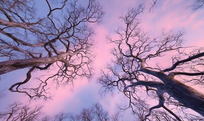  tall leafless trees with intricate, intertwining branches, viewed from below looking up toward a pastel pink and blue sunset sky