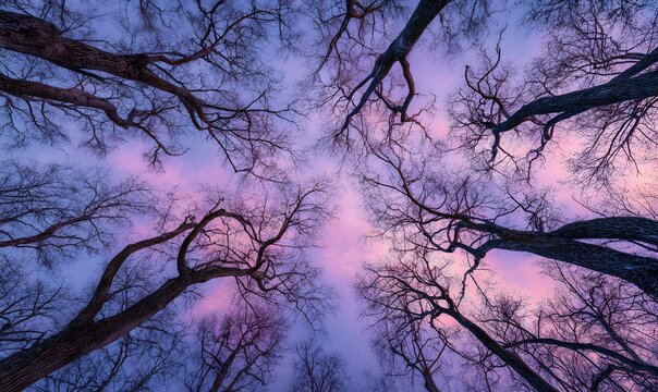 tall leafless trees with intricate, intertwining branches, viewed from below looking up toward a pastel pink and blue sunset sky