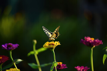 Swallowtail Butterfly Sipping Nectar from a Yellow Zinnia Flower in a Lush Garden Setting, Captured in Natural Light with a Soft Focus Background and Vibrant Colors
