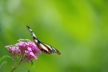 Monarch Butterfly on Pink Flowers A Delicate Dance of Nature's Beauty as a Butterfly Feeds on Nectar in a Lush Green Setting Capturing a Moment of Serenity
