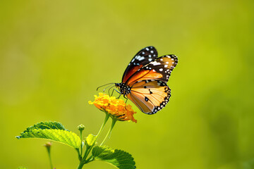 Obraz premium Graceful Monarch Butterfly Perched on Delicate Yellow Lantana Blossom, Bathed in Warm Sunlight Against a Soft Green Backdrop, Symbolizing Natural Harmony