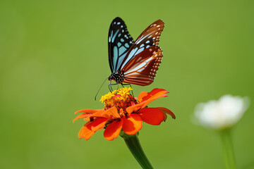 Naklejka premium Striking Blue and Brown Butterfly Perched on a Vibrant Orange Zinnia Flower, Showcasing the Beauty of Nature's Colorful Interplay in Detail