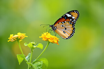 Monarch Butterfly Perched Gracefully on Vibrant Yellow Flowers A Stunning Display of Nature's Artistry with a Beautiful Insect and Blossoming Flora in Harmony
