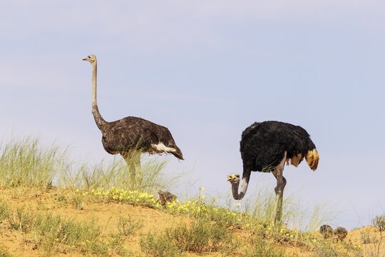 Ostrich (Struthio camelus) . Male on the right and female with several chicks on the ridge of a grass-grown sand dune. Feeding on yellow Devil's Thorn (Tribulus zeyheri) flowers. Kalahari Desert, Kgalagadi Transfrontier Park, South Africa