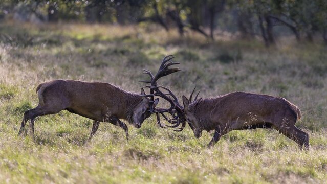 Red deer (Cervus elaphus), rutting fight of two capital stags in a meadow, Zealand, Denmark