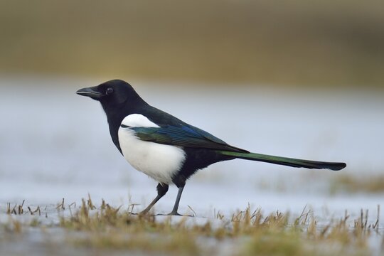 Eurasian Magpie (Pica pica), Mazovia, Poland