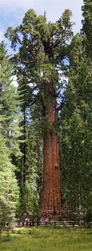 Giant sequoia General Sherman (Sequoiadendron giganteum) in the Giant Forest, Sequoia National Park, California, United States