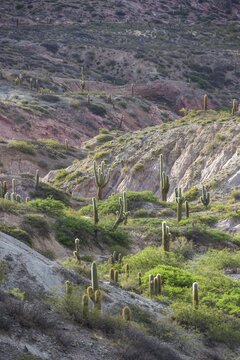 Plateau with Echinopsis atacamensis cacti, Cachi, Salta, Argentina