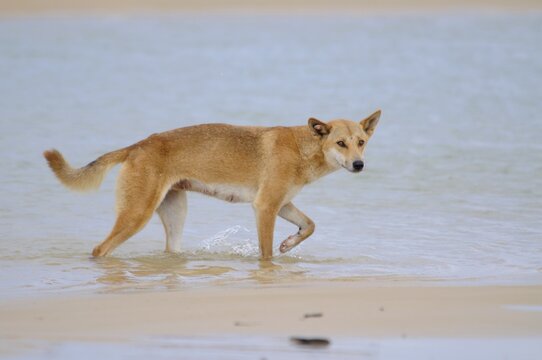 Dingo (Canis lupus dingo), Fraser Island, Australia