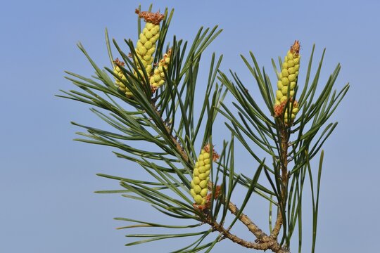Scots pine (Pinus silvestris), Emsland, Lower Saxony, Germany