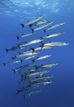 Shoal of darkfin barracuda (Sphyraena qenie), Red Sea, Daedalus Reef, Egypt