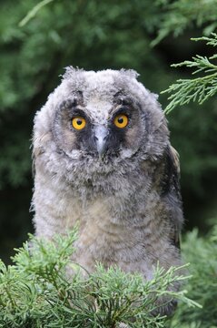Long-eared Owl (Asio otus), young bird, Emsland, Lower Saxony, Germany