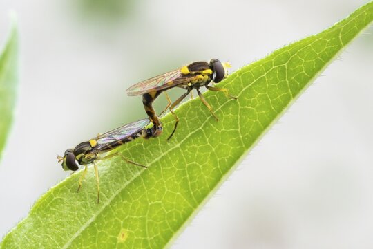 Mating, Long hoverfly (Sphaerophoria scripta), Hesse, Germany