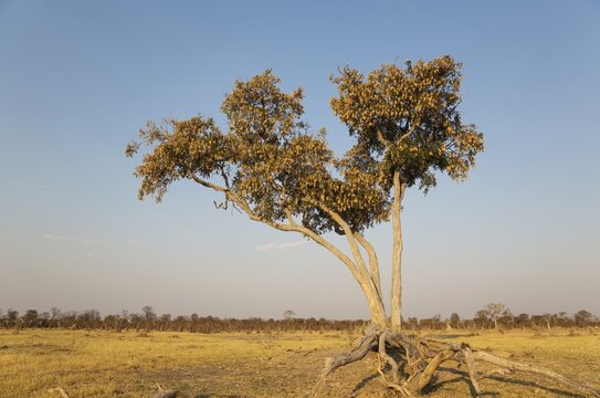 Apple-leaf tree (Lonchocarpus capassa), Savuti, Chobe National Park, Botswana