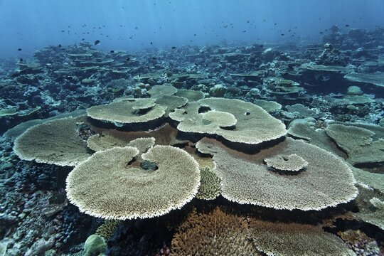 Reef flat with Acropora table coral (Acropora hyacinthus), Indian Ocean, Bolifushi, South Mal&eacute; Atoll, Maldives