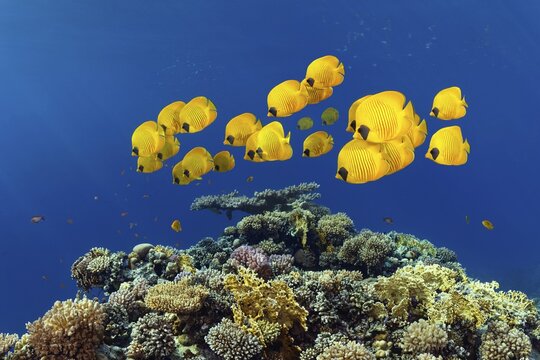 Shoal of masked butterflyfish (Chaetodo Semilarvatus) swimming over coral reef, Red Sea, Shaab Ruhr, Hurghada, Egypt