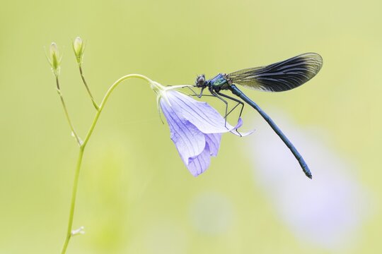 Banded demoiselle (Calopteryx splendens) to Spreading Bellflower (Campanula patula), Hesse, Germany