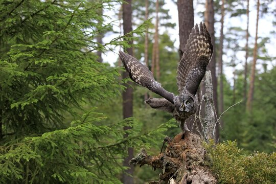 Great grey owl (Strix nebulosa), adult, taking flight, Kasselburg, Eifel, Germany