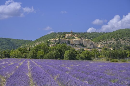 Lavender field and the village of Banon behind it, Alpes-de-Haute-Provence, France