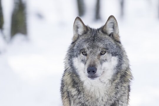 Gray wolf (Canis lupus) in winter, portrait, captive, Germany