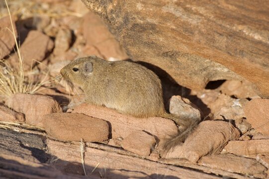 Dassie Rat (Petromus typicus) in Twyfelfontein, Namibia, Africa