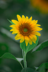 Fototapeta premium Sunflowers blooming beautifully in the sun