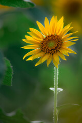 Sunflowers blooming beautifully in the sun