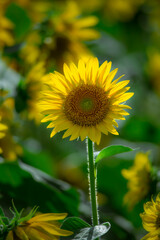 Sunflowers blooming beautifully in the sun