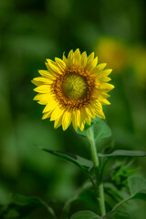 Sunflowers blooming beautifully in the sun