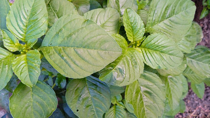 Top view of green spinach or amaranth leaves. Fresh organic vegetable. Home gardening