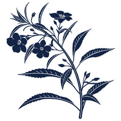 black and white impatiens balsamina