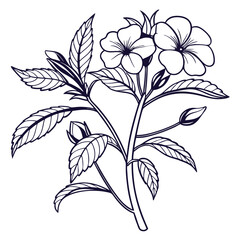 impatiens balsamina violet