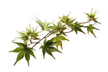 Close-up of a delicate branch with vibrant green Japanese maple leaves