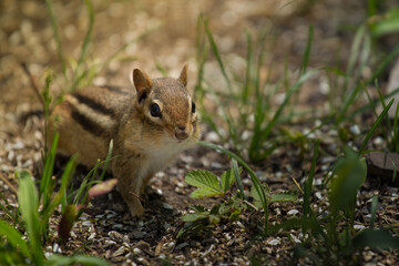 Chipmunk on forest floor