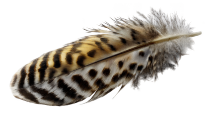 Exquisite closeup, a single bluetipped feather on white nature's delicate artistry