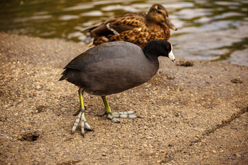 An American Coot,a small, plump, black aquatic bird with a white bill and forehead red eyes.