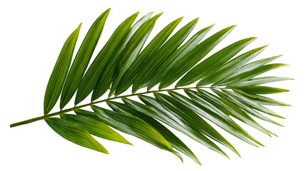 Obraz premium Closeup of a vibrant green palm leaf, tropical nature photography masterpiece.