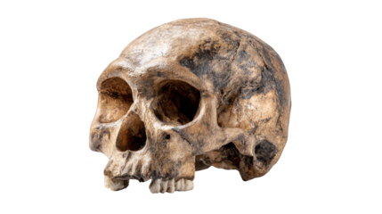 Intriguing skull with elongated jawbone, an exploration of cranial anatomy and skeletal structure.