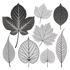 Obraz premium Collection of detailed black and white leaf imprints with intricate vein patterns