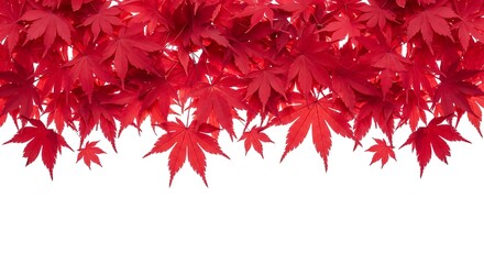 Fototapeta premium Vibrant red Japanese maple leaves create a decorative border against a clean white background. An autumnal and elegant design.