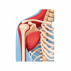 Vector illustration of a dislocated shoulder anatomy