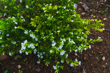 Cuphea hyssopifolia plant with pink flowers. False heather, Mexican heather