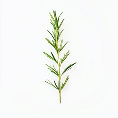 Obraz premium Fresh rosemary sprig isolated on white background