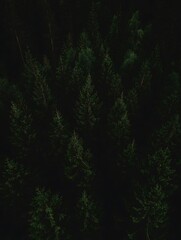 Obraz premium Aerial view into a dark forest