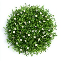 Round green bush with small white flowers isolated on white background