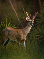 Portrait of a young white-tailed deer buck with velvet antlers in summer forest, Florida, USA