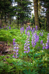Wild Lupine flowers blossom in the forest