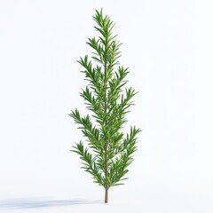 A single green fir tree branch isolated on white background