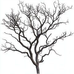 Bare tree branches silhouette isolated on white background